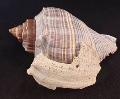 Ejemplo de un gaster�podo actual (Melongena melongena), y un fragmento de un molusco arqueol�gico que estaba en proceso de elaboraci�n de una cuenta