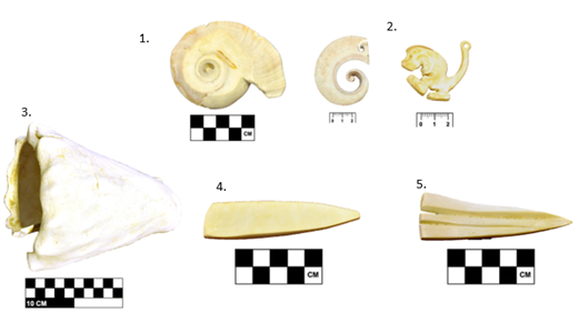 Esbozos y objetos terminados que se han hallado en Plato, colecci�n Oeding. Museo Mapuka, Universidad del Norte. 1. Fragmento de espira de Cassis madagascariensis. 2. Colgantes elaborados con el objeto #1. 3. Materia prima/desecho, �ltima vuelta de un Aliger gigas. 4. L�mina obtenida de un Aliger gigas. 5. Cuentas rectangulares en proceso de elaboraci�n a partir del objeto #4, se puede observar la presencia de dos trabajos de desgaste