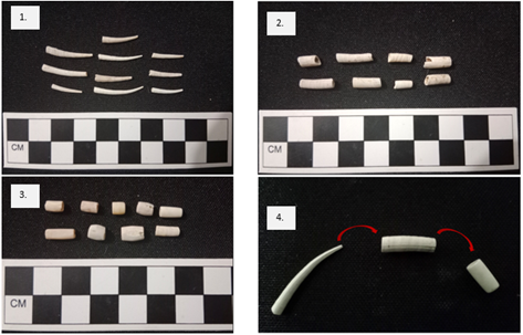 Cadena operativa de las cuentas tubulares en escaf�podos y verm�tidos
