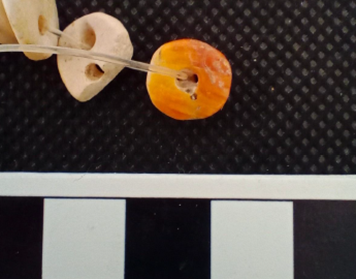 Cuenta elaborada con Spondylus crassisquama