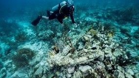 Registro de sitios en la Expedici�n Seaflower en Providencia y Santa Catalina