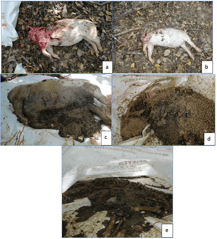Cerdo decapitado: torso