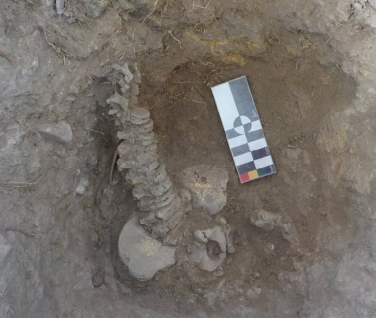 V�rtebras y cintura p�lvica, individuo 8, enterramiento 4