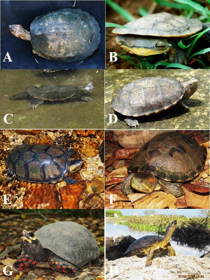 Diversidad de tortugas continentales en el Caribe colombiano