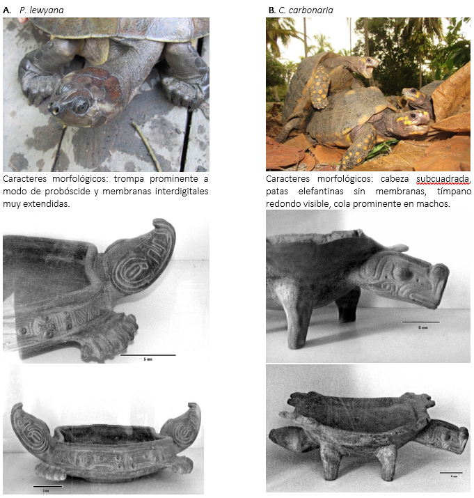 Representaciones zoom�rficas en los budares de la Hacienda Santa Cruz de Papare, Magdalena