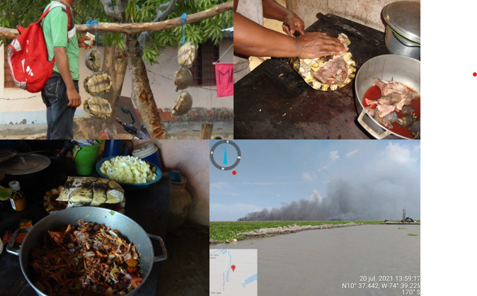 Usos y pr�cticas en torno a las tortugas hicoteas 