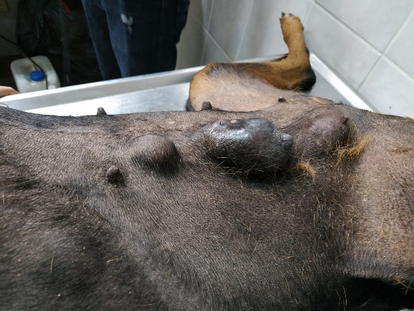 Tumores en las mamas adominales e inguinales del lado derecho