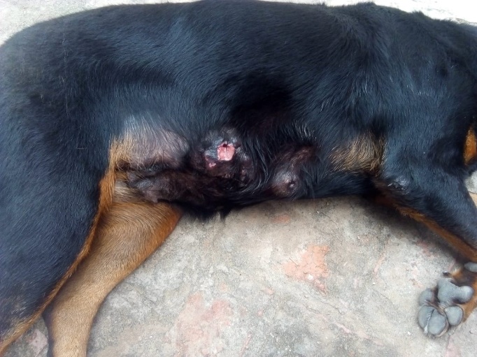 Carcinoma de c&eacute;lulas en anillo de sello, recidiva a 6 meses post cirug&iacute;a