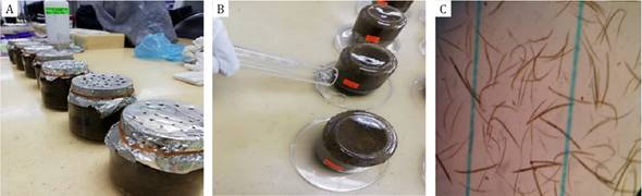 A Coprocultivos en envases de vidrio cubiertos con papel aluminio perforado B Envase invertido sobre placa de Petri cubierta con agua destilada como medio de obtención de larvas C Larvas en estadio L3 observadas a través del microscopio utilizando la cámara de McMaster