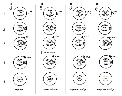 Diagrama de cuatro posibles rutas de desarrollo embrionario en C gigas Posterior a fase S A Obtenci�n de diploides 1 Ovocito diploide fertilizado por espermatozoide haploide 2 Se reactiva la M1 3 Sale el primer cuerpo polar primera reducci�n cromos�mica 4 Sale segundo cuerpo polar segunda reducci�n cromos�mica 5 Singamia y formaci�n de embri�n diploide B Obtenci�n de triploides por inhibici�n del segundo cuerpo polar 1 Ovocito diploide fertilizado por un espermatozoide haploide 2 Se reactiva la M1 3 Sale el primer cuerpo polar primera reducci�n cromos�mica 4 Se inhibe el segundo cuerpo polar no hay reducci�n cromos�mica 5 Singamia y formaci�n de embri�n triploide C Obtenci�n de triploides por cruce de diploide y tetraploide 1 Ovocito diploide fertilizado por espermatozoide tetraploide 2 Se reactiva la M1 3 Sale el primer cuerpo polar primera reducci�n cromos�mica 4 Sale el segundo cuerpo polar segunda reducci�n cromos�mica 5 Singamia y formaci�n de embri�n triploide D Obtenci�n de tetraploides por cruce de tetraploides sin inhibici�n de cuerpos polares 1 Ovocito tetraploide fertilizado por un espermatozoide tetraploide 2 Se reactiva la M1 3 Sale el primer cuerpo polar primera reducci�n cromos�mica 4 Sale el segundo cuerpo polar segunda reducci�n cromos�mica 5 Singamia y formaci�n de embri�n tetraploide