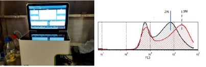 Izquierda Cit�metro de flujo utilizado en la determinaci�n del contenido de ADN relativo en las c�lulas analizadas Derecha curva logar�tmica obtenida de dos muestras en este caso una diploide 2N y una triploide 3N