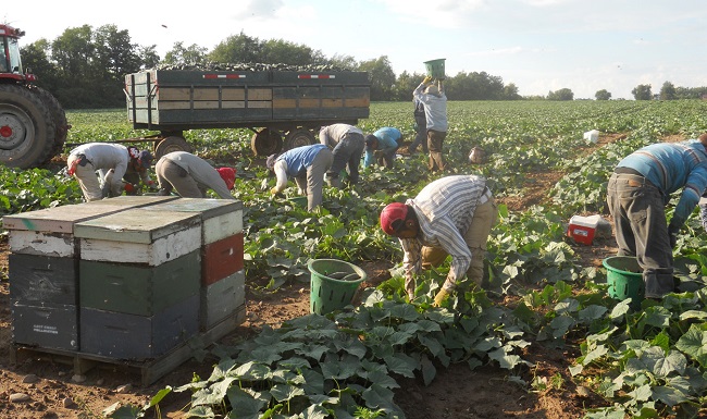 La pizca de pepino en el field en Elba, Nueva York 