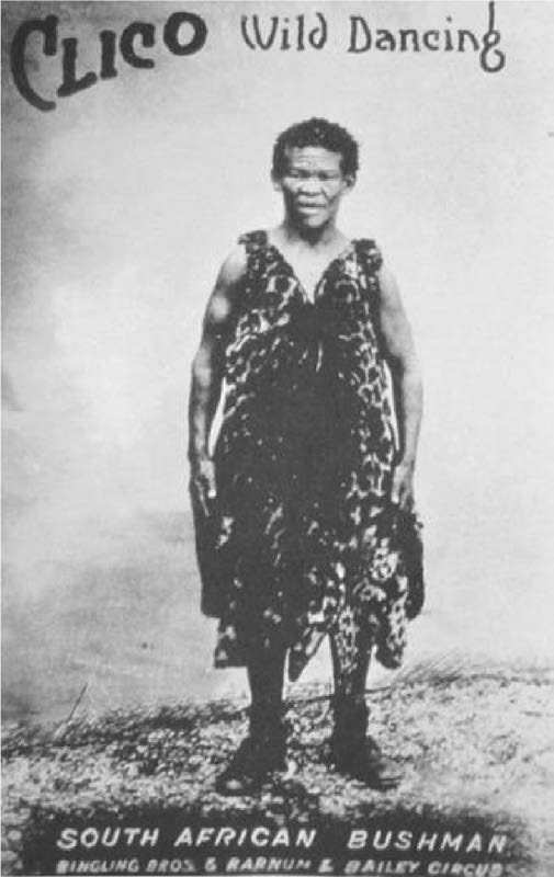 Panfleto publicit&aacute;rio de Clico Wild Dancing Bushman