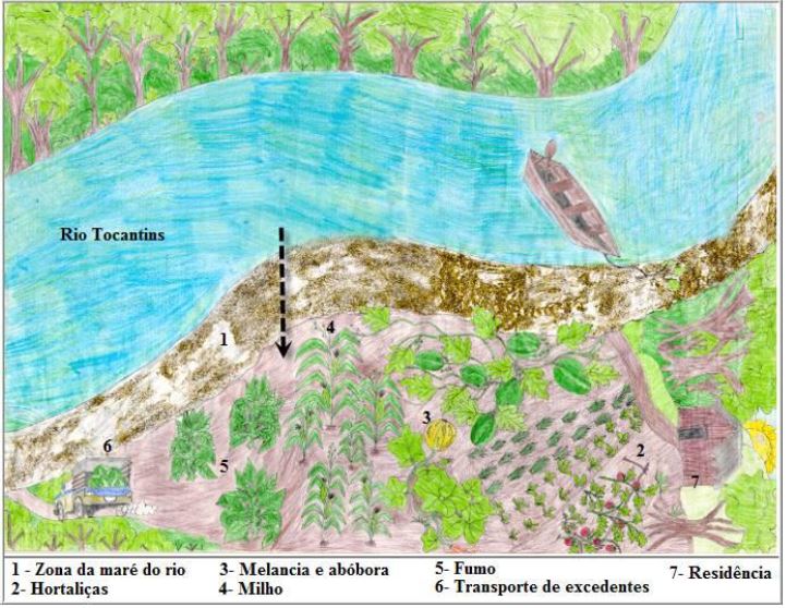 Agricultura de vazante no mdio Tocantins
