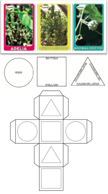 Exemplos de pe�as do jogo Nomina plantarum &ndash; na primeira fileira, exemplos de cartas; na segunda, exemplos de fichas; na �ltima fileira, diagrama aberto do dado.1