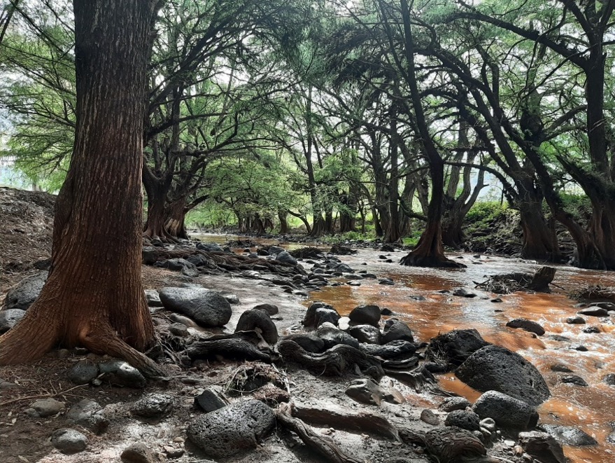 Ro de Los Sabinos en el parque de Los Sabinos