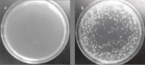 a) Bacterial growth on the agar plates containing 2.5 mg of Ag zeolites, after 24hr incubation b) 50mg of Cu 2+ modified zeolites, after 24 h incubation.