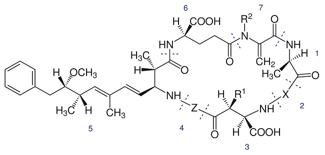 Estructura general de las microcistinas: Ciclo(-D-Ala1-L X2-D-MeAsp3-L-Z4-Adda5-D-Glu6-Mdha7); X y Z son L aminoácidos varios; D-MeAsp: D-eritro- β-ácido metilaspártico; Adda: ácido 3‐amino‐9‐metoxi‐2,6,8‐trimetill‐10‐fenildeca‐4,6‐dienoico; Mdha: N-etil-dehidroalanina. MC-LR: X es Leucina y Z es Arginina.