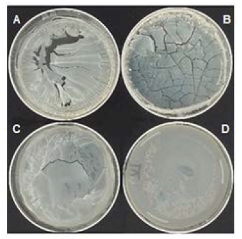 Pel&iacute;culas de alginato 1% p/V en soluci&oacute;n reguladora fosfato 20 mM a pH 6,8 con: A: 10% p/V g, B: 5%(p/v), C: 2,5%(p/v), D: 1,25%(p/v)