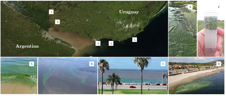 Representación de la distribución espacio-temporal (día/mes) de las floraciones cianbacterianas en la costa estuarina y oceánica de Uruguay en el verano de 2019. 1) Nueva Palmira: 9/1; 2) Balneario Zagarzazú: 15/1 y Colonia 16/1; 3) Montevideo 28/1; 4) Maldonado 29/1 y 5) Rocha La Paloma 30/1. A) El Ensueño, Colonia (foto Myriam Ducassou); B) vista aérea de la costa de Montevideo 10/2 (foto Andrés Marín); C) Rambla de Montevideo; D) vista aérea playa de Piriápolis (foto Marcelo Umpierez); E) playa La Balconada zona cercana al Faro de La Paloma (30/1), y F) muestra tomada por guardaparques en Laguna de Rocha (31/1).