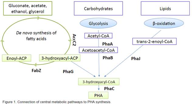Connection of central metabolic pathways to PHA synthesis