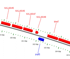 Localisation and surrounding genes in their respective strains for (A) H16_A0147 in R. eutropha H16 genome and (B) phaG (PPU3428_kt) in P. putida KT2447 genome (Source: Bacmap [24]).