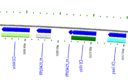 Localisation and surrounding genes in their respective strains for (A) H16_A0147 in R. eutropha H16 genome and (B) phaG (PPU3428_kt) in P. putida KT2447 genome (Source: Bacmap [24]).