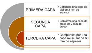 Modelo c&uacute;bico de tres capas como simulador de cuerpo humano.