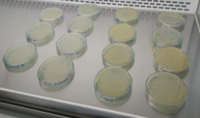 Resultados de los aislamientos microbianos.