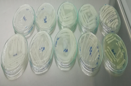 Seleccin de microorganismos para realizar el repique microbiano bajo concentraciones de Clorpirifos.