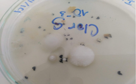 Microorganismo con morfologa de hongo evidenciado en la purificacin del microorganismo.