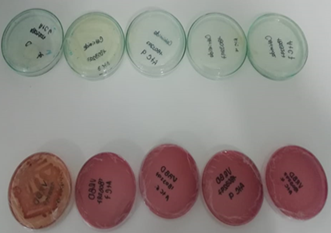 Medios selectivos Cetrimide y VRBD en los que se observ crecimiento bacteriano.