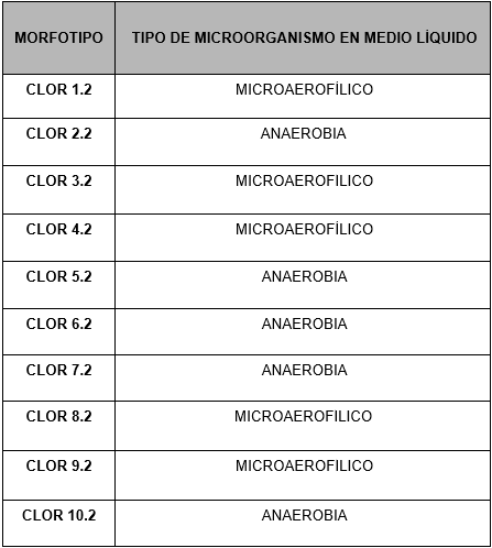 Resultado de la prueba de metabolismo respiratorio (propia)