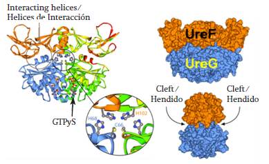 Activation of urease by accessory proteins (Lebrette et al., 2014).
