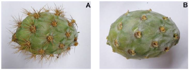 External appearance of pitaya (Stenocereus pruinosus) fruit with orange flesh with (A) and without thorns (B).