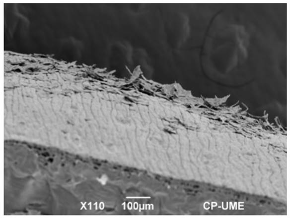 Microphotograph of the cuticle region of a Stenocereus pruinosus fruit obtained with a scanning electron microscope.