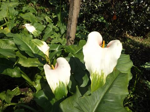 &lsquo;Deja Vu&rsquo; plants with leaves that do not present maculation.