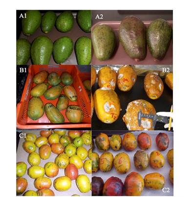 Tropical fruit chitosan-treated and untreated. Treated: A1) avocado, B1) papaya and C1) red-mombin. Untreated: A2, B2 and C2.