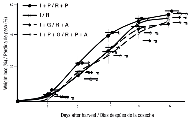 Weight loss in fruits of rambutan trees subjected to different agronomic management systems. I = irrigation, P = pruning and G = girdling. Means with the same letter within each series do not differ statistically (Tukey, P &le; 0.05).