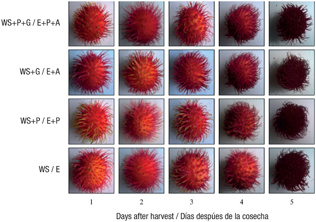 Pericarp browning in fruits of rambutan trees subjected to different agronomic management systems, stored at 30 &plusmn; 3 &deg;C and 80-90 % relative humidity. WS = water stress, P = pruning and G = girdling.