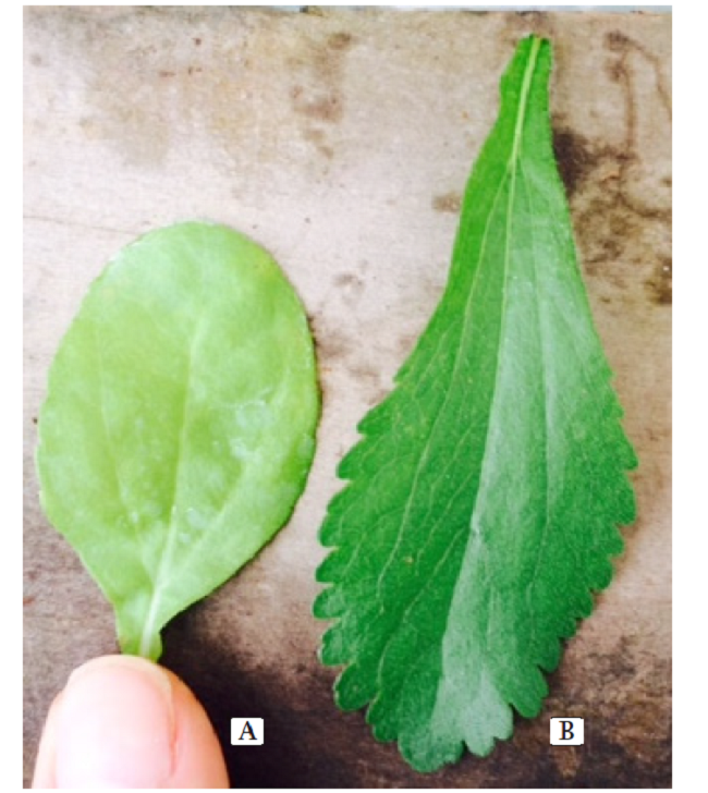 Micropropagation of Stevia rebaudiana in temporary immersion systems as