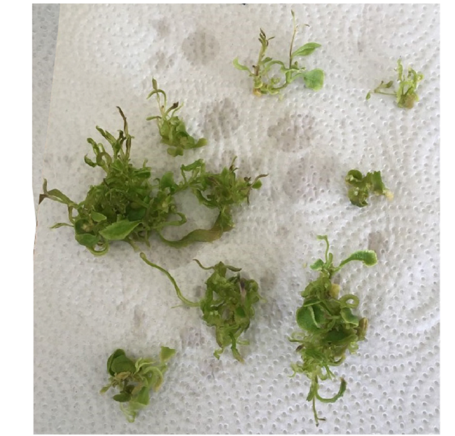 Micropropagation of Stevia rebaudiana in temporary immersion systems as