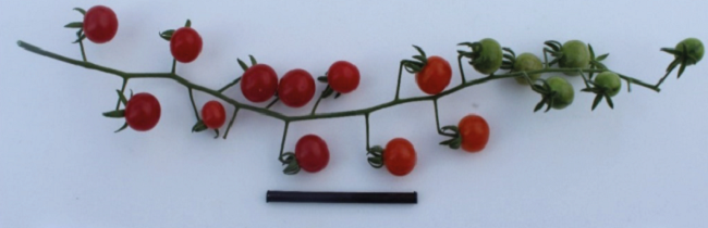 S. pimpinellifollium L. accession LA0373