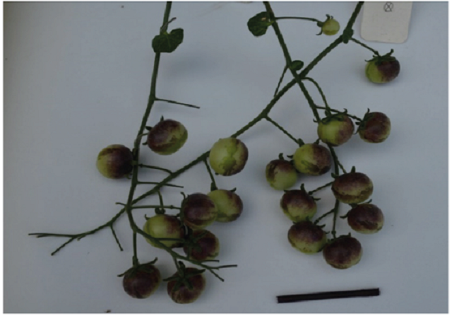 S. peruvianum L. accession LA1365