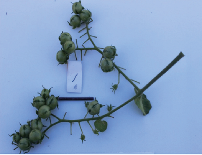 S. habrochaites S. accession LA2409