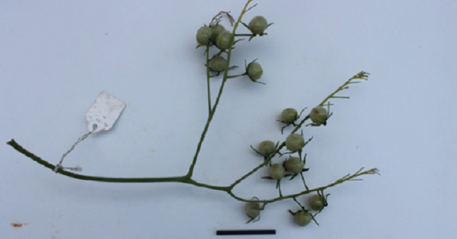S. chilense R. accession LA2759