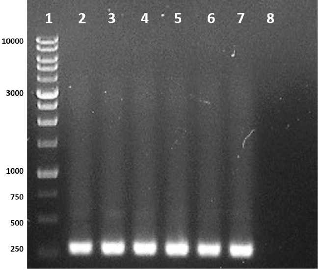 Identification of the Cry1 gene in Bacillus thuringiensis with primers Un1(f) and Un1(r). Line 1: molecular weight marker 1Kb DNA Ladder RTU (range between 250 to 10,000 bp); line 2-6: isolates Bt2, Bt23, Bt35, Bt39 and Bt42 of B. thuringiensis where the expected DNA fragment is observed between 274 to 277 bp; line 7: control B. thuringiensis var. Kurstaki; line 8: negative control.