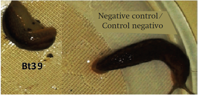 Toxic effect of B. thuringiensis on M. gagates at five days of exposure using 500 μg∙mL-1 of lyophilizate from isolate Bt39.