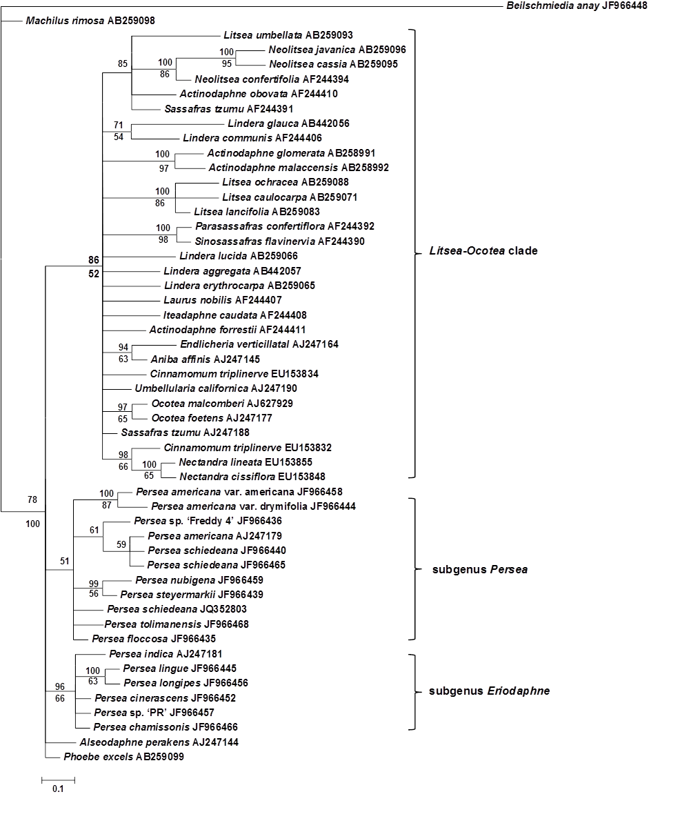 Bayesian 50 % majority rule consensus phylogram resulting from the analysis of partial sequences of the matK gene of Persea and other genera of Lauraceae. Posterior probabilities are indicated above the nodes, and maximum parsimony bootstrap support values (where 50 %) appear below the nodes. In the parsimonious analysis, 133 equally parsimonious trees with a length of 121 steps, and a consistency index of 0.88, homoplasy index of 0.12 and a retention index of 0.88 were obtained.