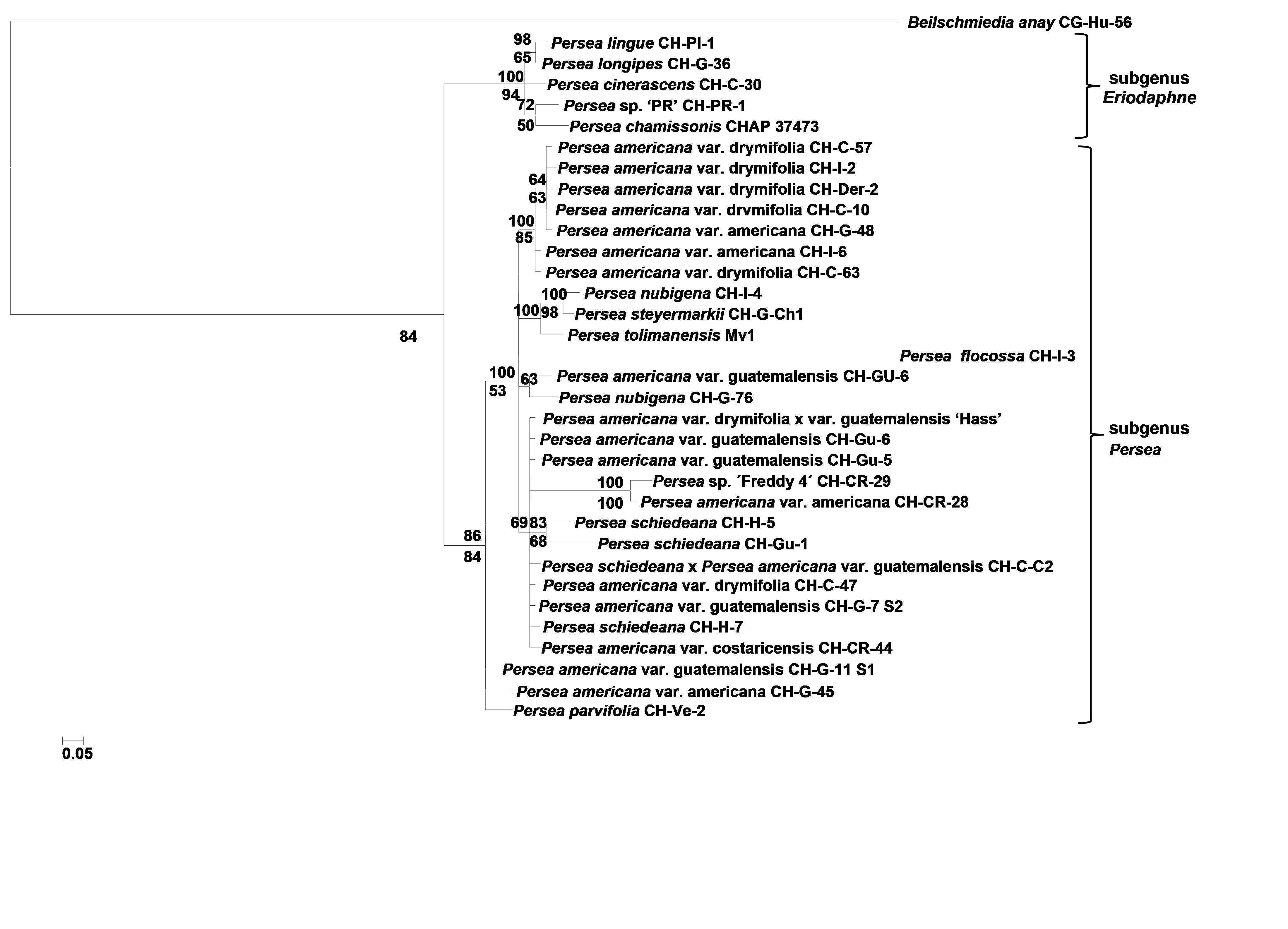 Bayesian 50 % majority rule consensus tree resulting from the analysis of the concatenation of the five chloroplast sequences matK+rbcL+ndhF+rpoC1+trnH-psbA of Persea and Beilschmiedea anay (Lauraceae). Posterior probabilities are indicated above the nodes, and maximum parsimony bootstrap support values (where 50 %) appear below the nodes. In the parsimonious analysis, 160 equally parsimonious trees with a length of 311 steps, and a consistency index of 0.87, homoplasy index of 0.13 and a retention index of 0.82 were obtained.